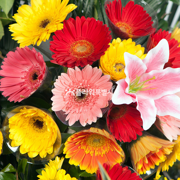 상세이미지