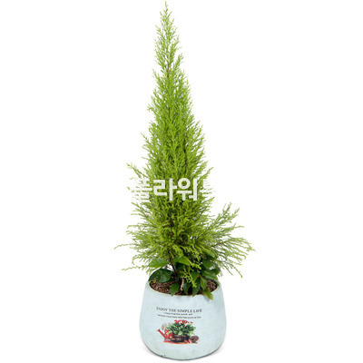 율마탁상용